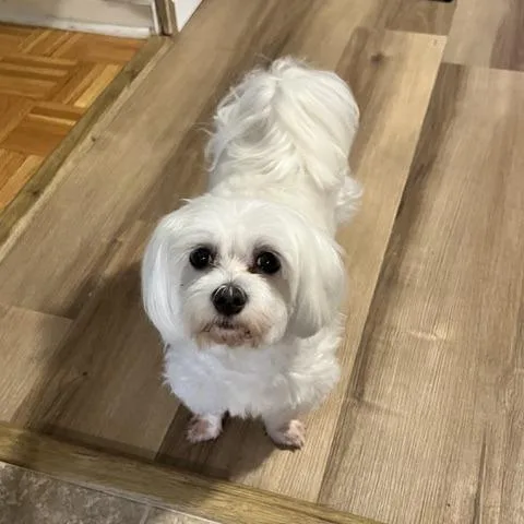 An adult small-sized female White / Cream Maltese dog named Uddy for adoption in Chapel Hill, NC