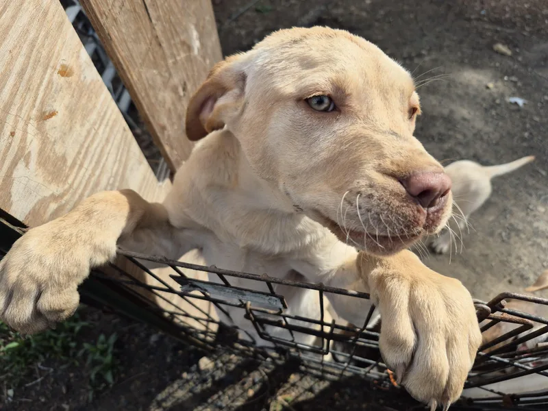 Beckley Puppies