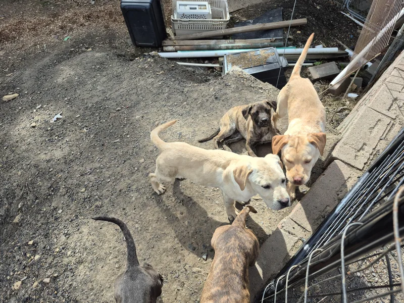 Beckley Puppies thumbnail 2