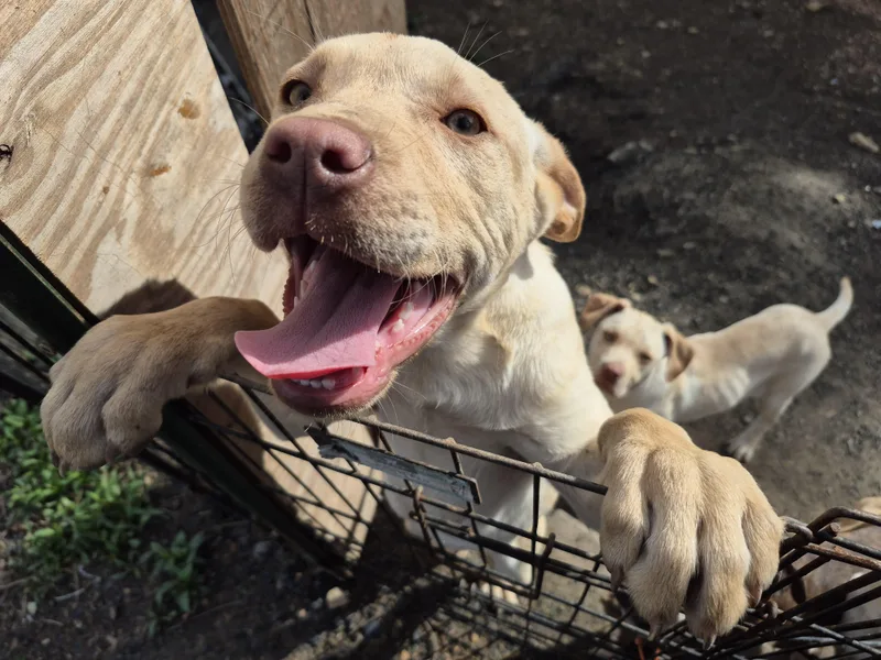 Beckley Puppies thumbnail 3