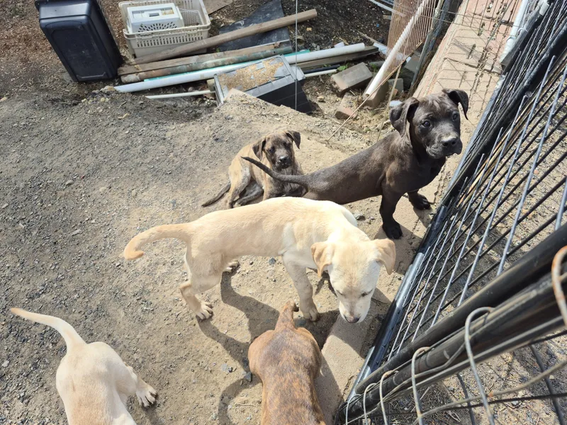 Beckley Puppies thumbnail 4