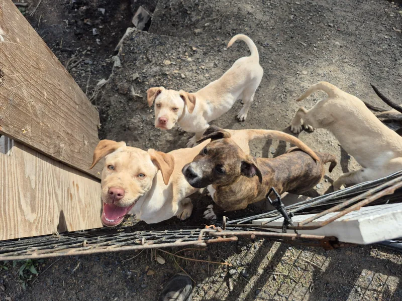 Beckley Puppies thumbnail 5