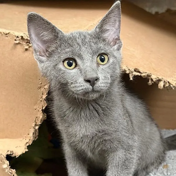 A baby small-sized male Domestic Short Hair cat named Ensure for adoption in Des Moines, IA