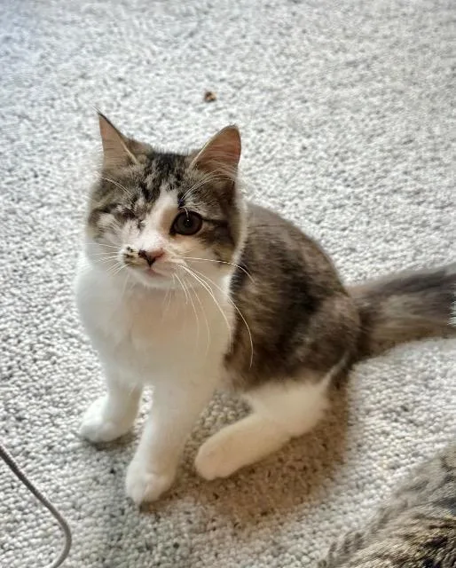 A baby medium-sized female Domestic Medium Hair cat named Ocarina for adoption in Cincinnati, OH
