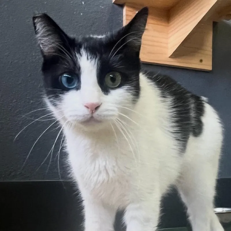 An adult small-sized female Black Domestic Short Hair cat named Grace for adoption in Las Vegas, NV
