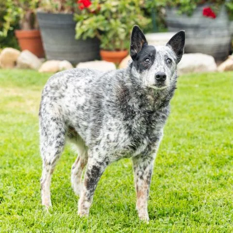 Bleu Cheese