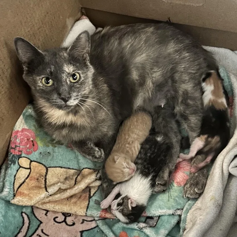 An adult small-sized female Calico Domestic Short Hair cat named Orchid for adoption in Corydon, IN