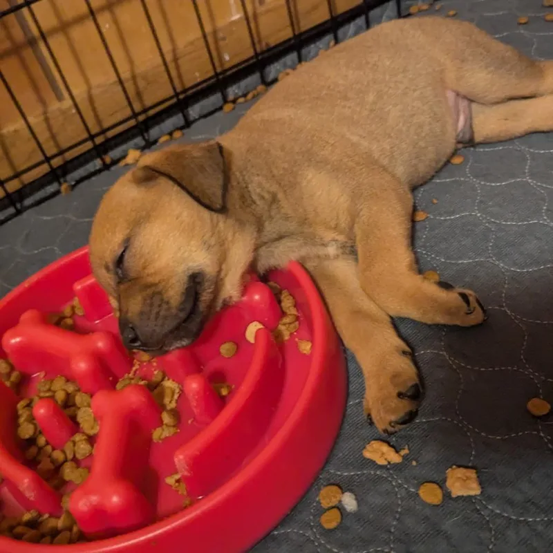 A baby small-sized male Brown / Chocolate Mixed Breed dog named Gatorade for adoption in Buffalo, MN
