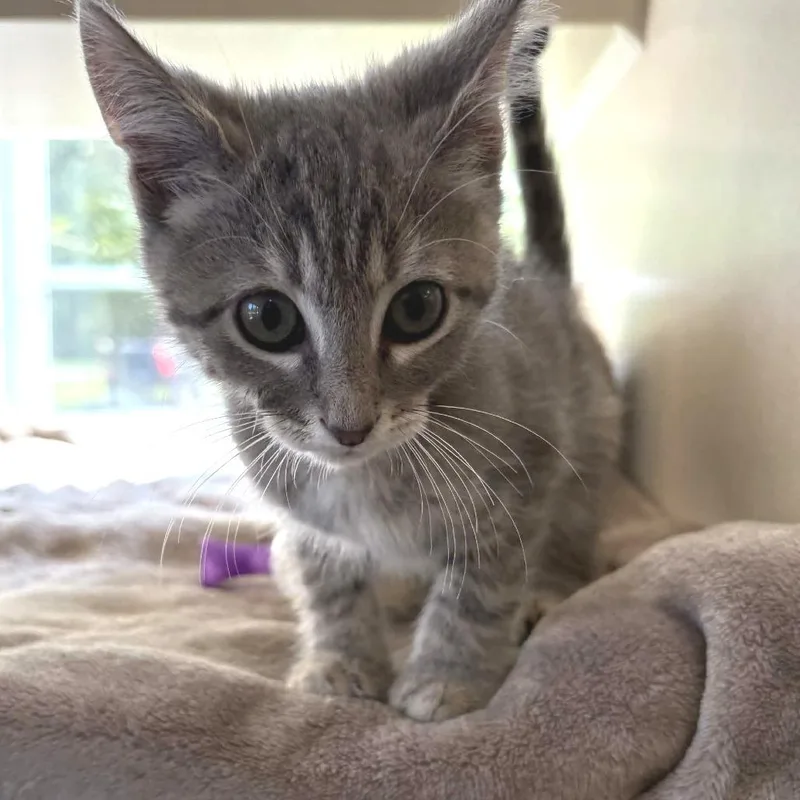 A baby small-sized male Gray / Blue / Silver Domestic Short Hair cat named Speck for adoption in Gloucester, VA