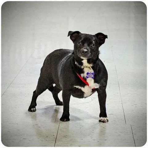 Munchkin thumbnail 2