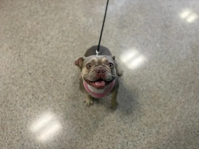 A young small-sized female French Bulldog dog named Moana for adoption in Miami, FL