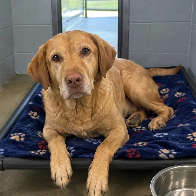 A senior large-sized female Yellow / Tan / Blond / Fawn Labrador Retriever dog named Harley for adoption in Charlestown, RI
