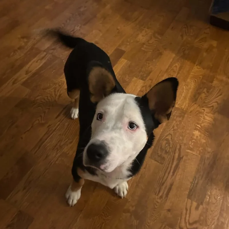 A baby medium-sized male Black American Staffordshire Terrier dog named Altuve for adoption in South Houston, TX