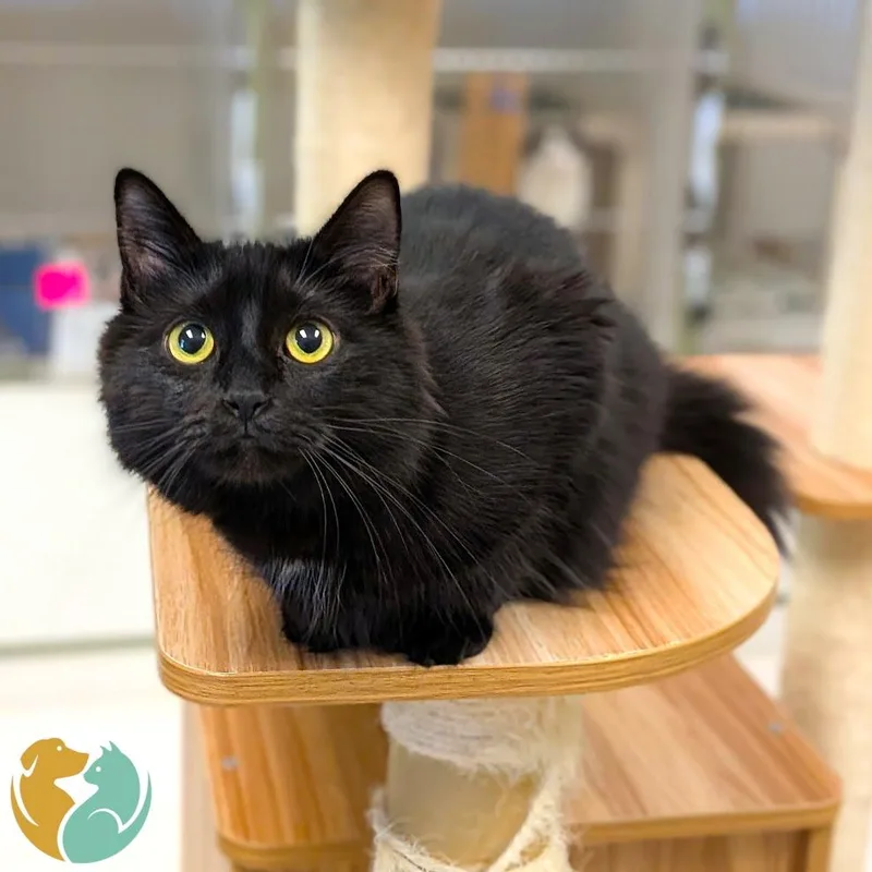 An adult medium-sized female Black Domestic Medium Hair cat named Purrada for adoption in Toledo, OH