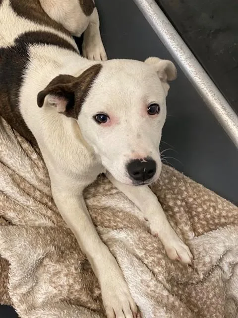 A young medium-sized male Pit Bull Terrier dog named Spot for adoption in Fayetteville, NC
