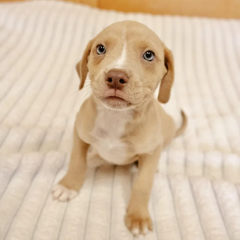 A baby medium-sized male Labrador Retriever dog named Hoover for adoption in Valparaiso, IN