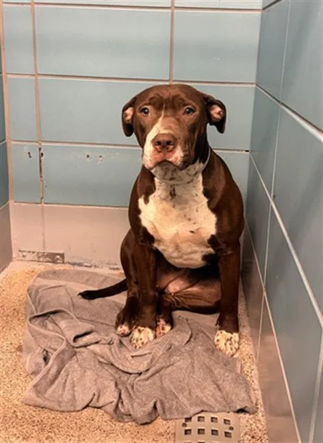 A young medium-sized female Staffordshire Bull Terrier dog named Galleta for adoption in Houston, TX