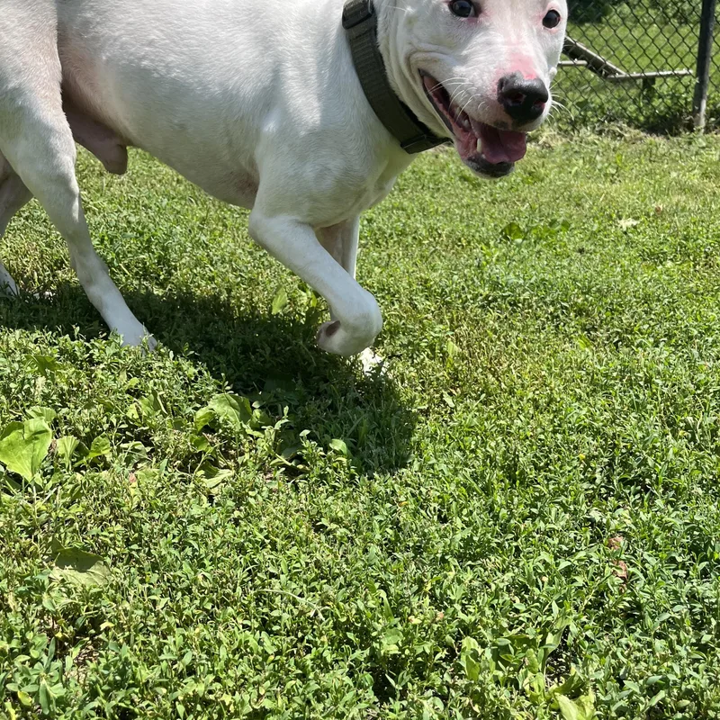 Chico