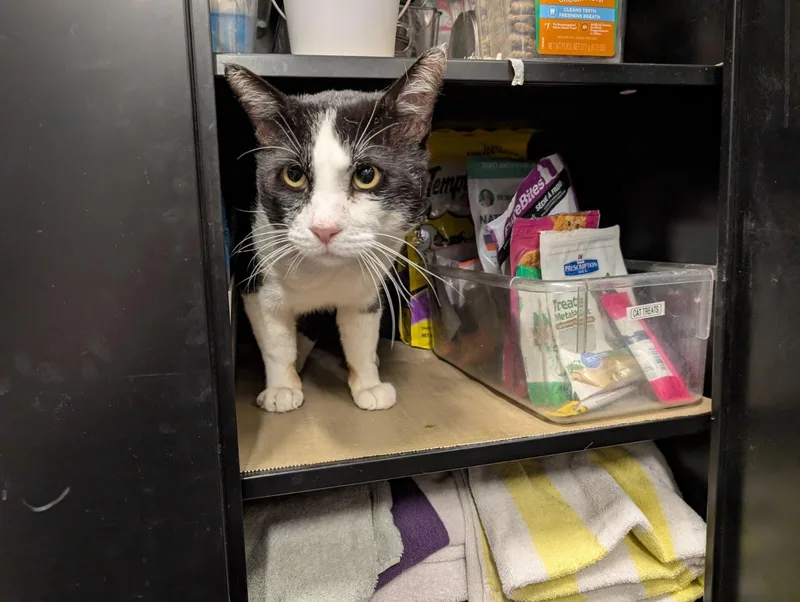 Holstein thumbnail 2