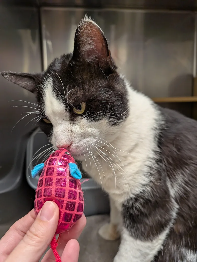 Holstein thumbnail 3