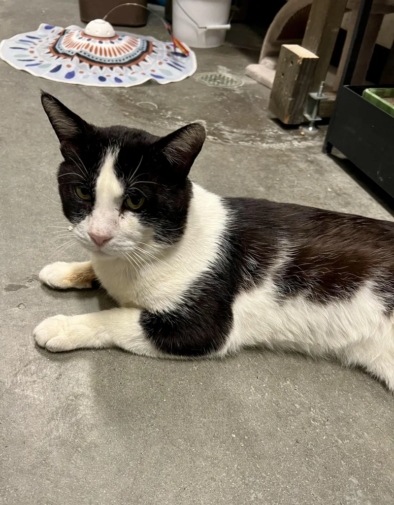 Holstein thumbnail 4