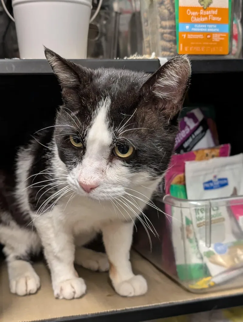 Holstein thumbnail 5