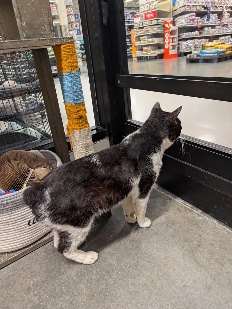 Holstein thumbnail 6