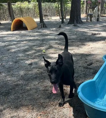 A young medium-sized male Black Mixed Breed dog named Buzz for adoption in Georgetown, SC