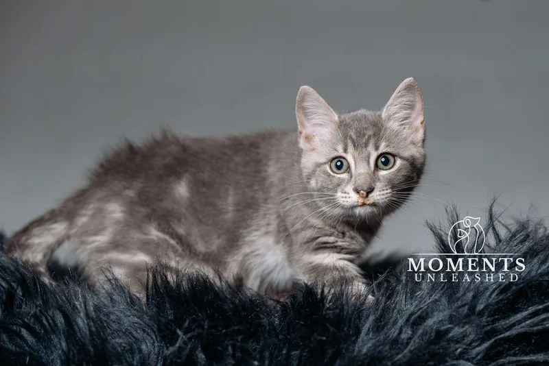 A baby small-sized male Tabby (Gray / Blue / Silver) Domestic Short Hair cat named Squirtle for adoption in Myakka City, FL