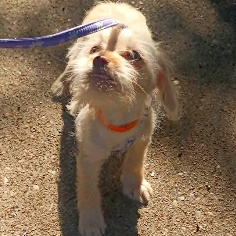 Rufus Jax  Orange