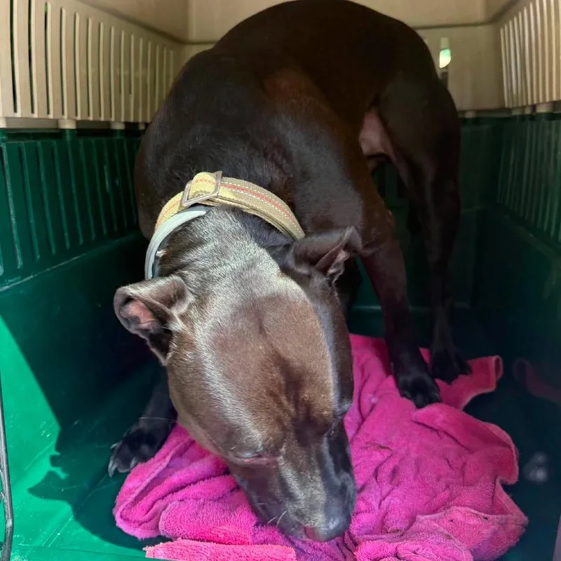 An adult small-sized male Black Mixed Breed dog named River Stray Hold for adoption in Huntington, WV