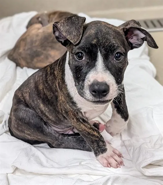 A baby small-sized male American Staffordshire Terrier dog named Huck for adoption in Fort Lauderdale, FL