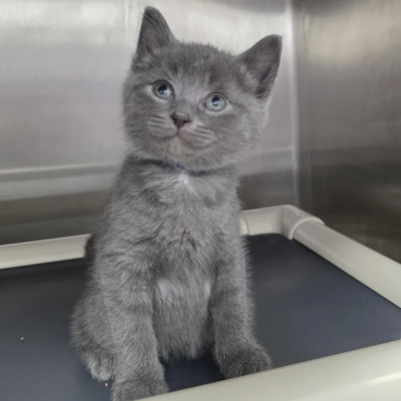 A baby small-sized male Gray / Blue / Silver Domestic Short Hair cat named Basil for adoption in Fort Wayne, IN