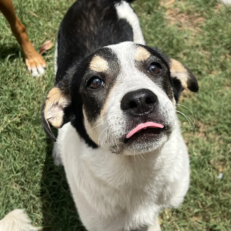 Maya