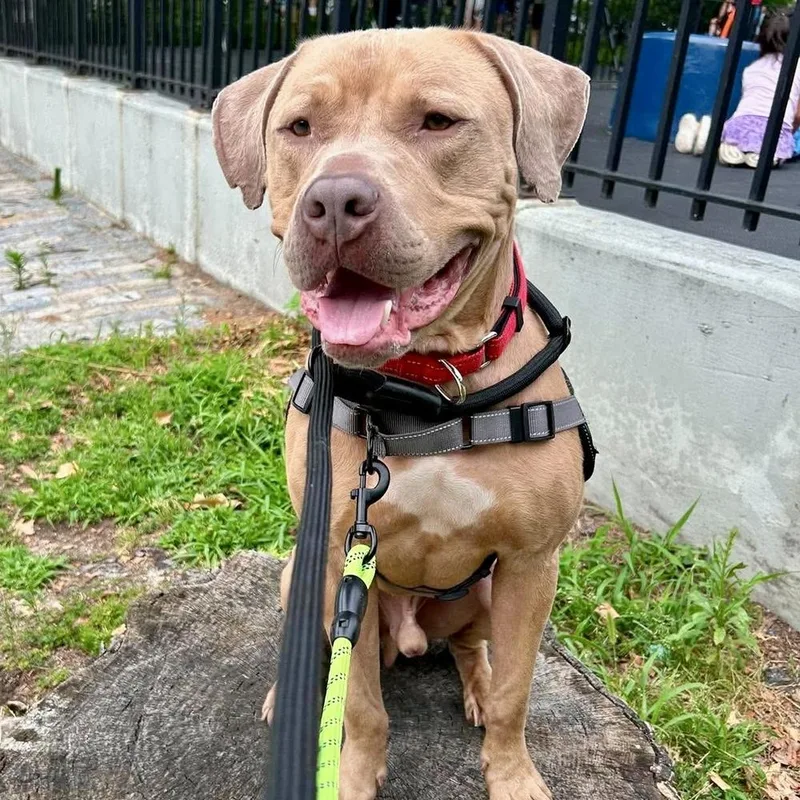 An adult medium-sized male American Staffordshire Terrier dog named Champ Leo for adoption in Long Island City, NY