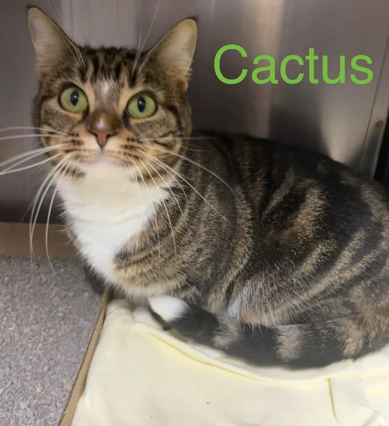 Cactus