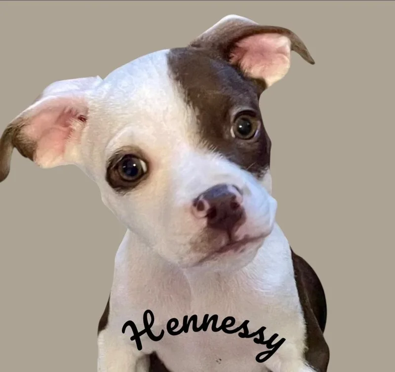 Hennessy thumbnail 3