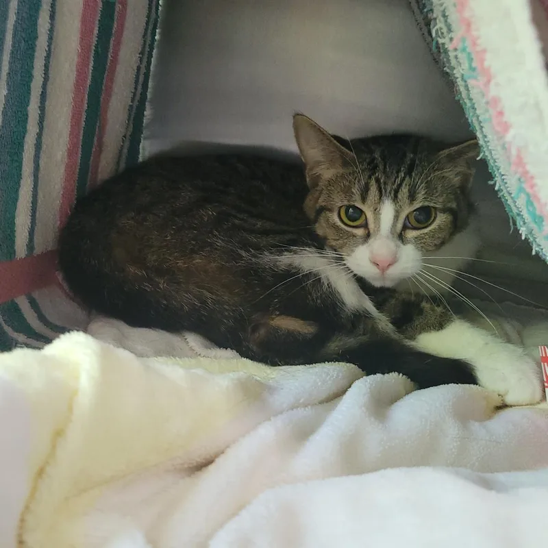 A young medium-sized female Brown / Chocolate Domestic Short Hair cat named Michele for adoption in Plover, WI