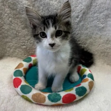 Cal $ At Petsmart thumbnail 2