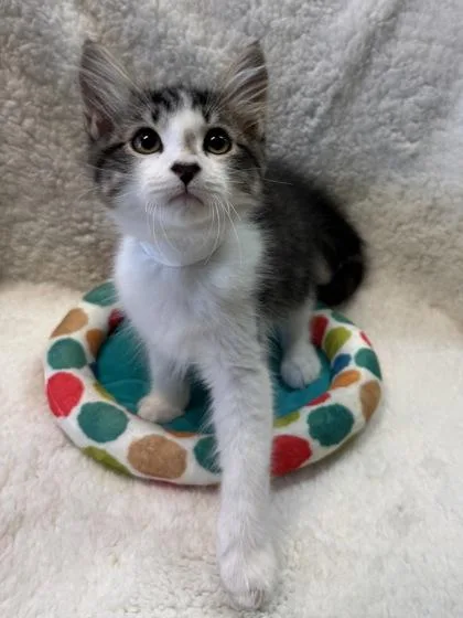 Cal $ At Petsmart thumbnail 3