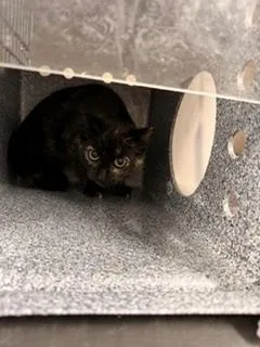 A baby small-sized female Domestic Short Hair cat named Ketchup for adoption in Upper Marlboro, MD