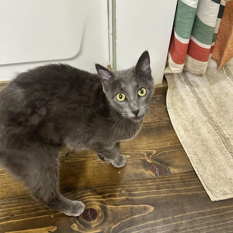 A young medium-sized female Gray / Blue / Silver Domestic Short Hair cat named Sheba for adoption in Durango, CO