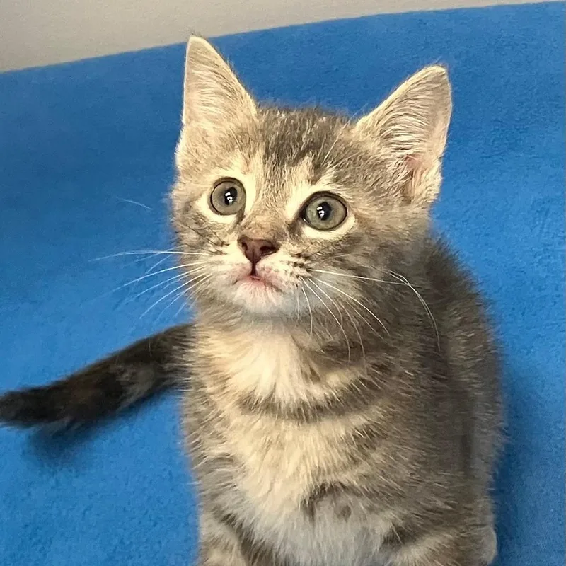 A baby medium-sized female Brown / Chocolate Domestic Short Hair cat named Tabitha for adoption in Gastonia, NC