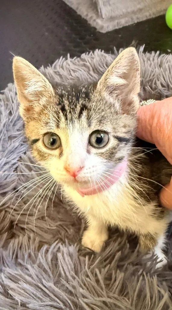 A baby medium-sized female Domestic Short Hair cat named Carol for adoption in Pomona, NY