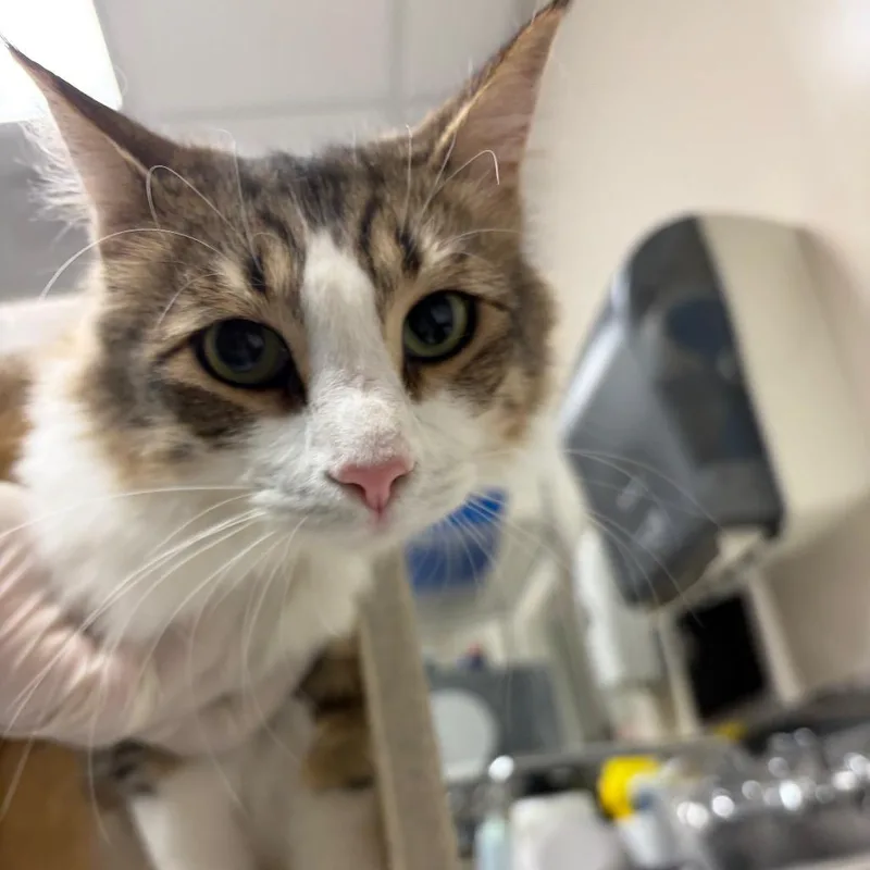 An adult medium-sized female Domestic Medium Hair cat named Sox for adoption in Reno, NV