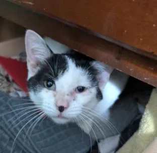An adult medium-sized female Black & White / Tuxedo Domestic Short Hair cat named Clairabell for adoption in East liverpool, OH