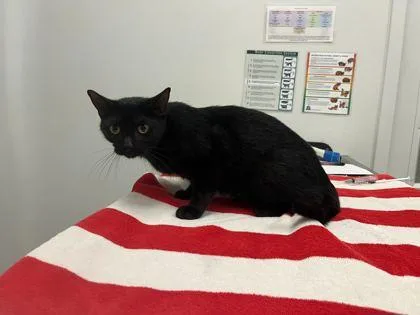 An adult medium-sized female Black Domestic Short Hair cat named Mako Shark for adoption in Kansas City, MO