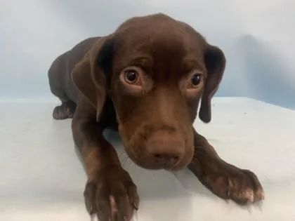 A baby small-sized female Labrador Retriever dog named Reba for adoption in Coon Rapids, MN