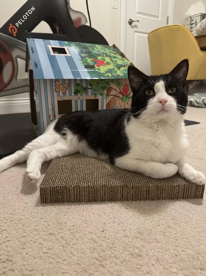 An adult medium-sized male Black & White / Tuxedo Domestic Short Hair cat named Mike for adoption in Columbus, OH