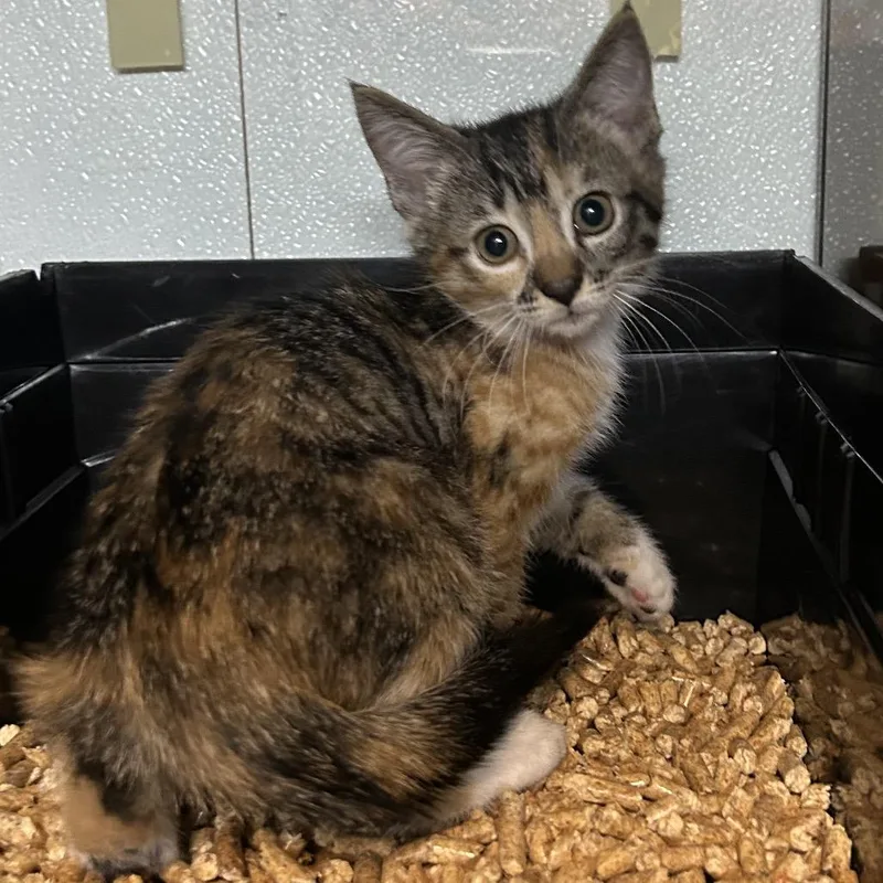 A baby small-sized female Torbie Domestic Short Hair cat named Phoenix for adoption in Point Richmond, CA